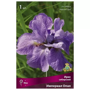 корни растений Ирис сибирский Империал Опал ПОИСК 1шт