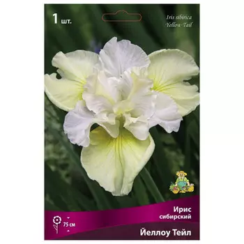 корни растений Ирис сибирский Йеллоу Тейл ПОИСК 1шт