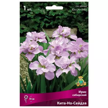 корни растений Ирис сибирский Кита-Но-Сейдза ПОИСК 1шт