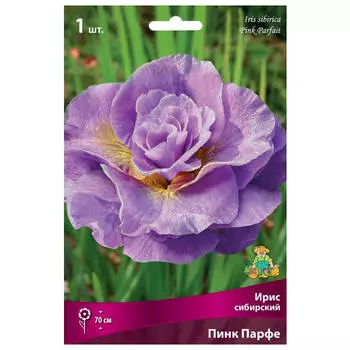корни растений Ирис сибирский Пинк Парфе ПОИСК 1шт
