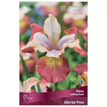 корни растений Ирис сибирский Шугар Раш ПОИСК 1шт