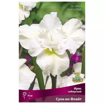 корни растений Ирис сибирский Суон ин Флайт ПОИСК 1шт