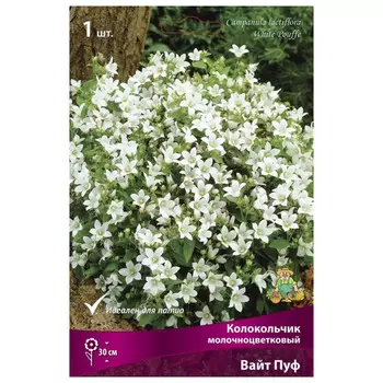 корни растений Колокольчик молочноцветковый Вайт Пуф ПОИСК 1шт