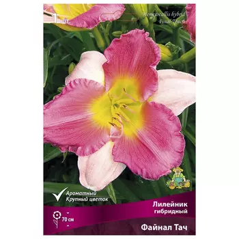 корни растений Лилейник гибридный Файнал Тач ПОИСК 1шт