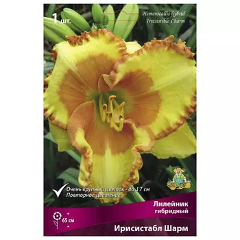 корни растений Лилейник гибридный Ирисистабл Шарм ПОИСК 1шт