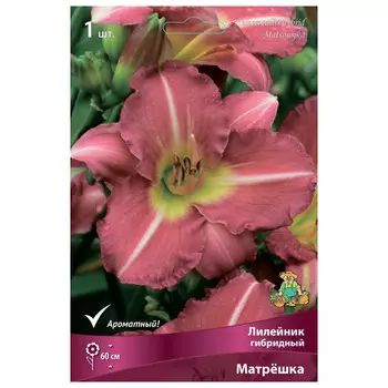 корни растений Лилейник гибридный Матрёшка ПОИСК 1шт