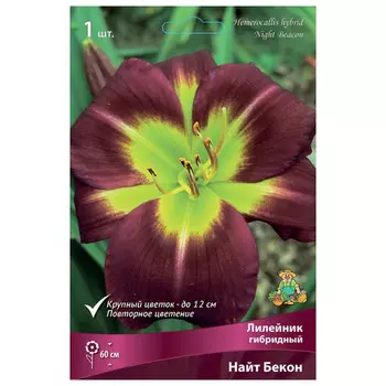 корни растений Лилейник гибридный Найт Бекон ПОИСК 1шт