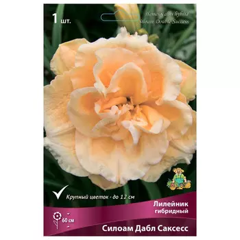 корни растений Лилейник гибридный Силоам Дабл Саксесс ПОИСК 1шт