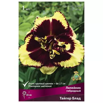 корни растений Лилейник гибридный Тайгер Блад ПОИСК 1шт