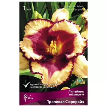 корни растений Лилейник гибридный Тропикал Сюрпрайз ПОИСК 1шт