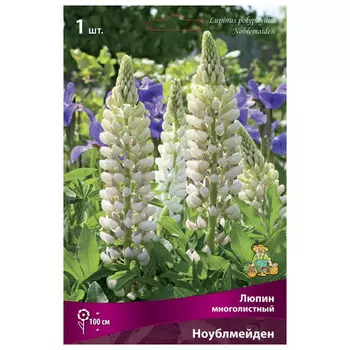 корни растений Люпин многолистный Ноублмейден ПОИСК 1шт