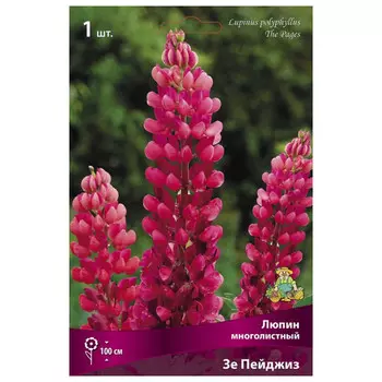 корни растений Люпин многолистный Зе Пейджиз ПОИСК 1шт