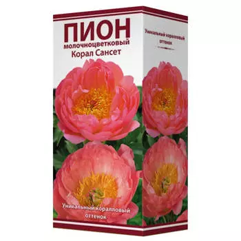 корни растений Пион гибридный Корал Сансет серия Классик ПОИСК 1шт