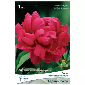 корни растений Пион молочноцветковый Адольф Руссо ПОИСК 1шт