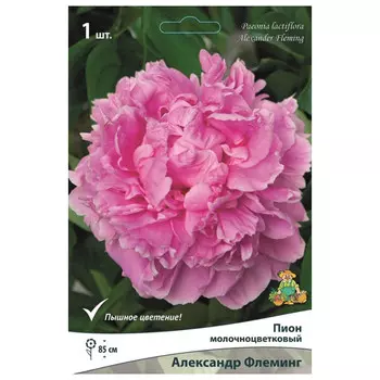 корни растений Пион молочноцветковый Александр Флеминг ПОИСК 1шт