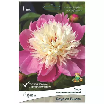корни растений Пион молочноцветковый Боул ов Бьюти ПОИСК 1шт