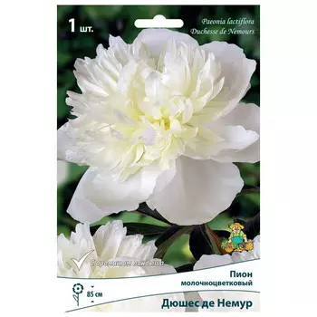 корни растений Пион молочноцветковый Дюшес де Немур ПОИСК 1шт