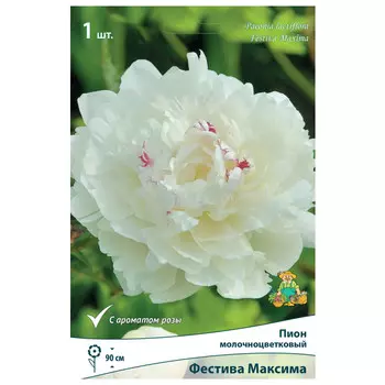 корни растений Пион молочноцветковый Фестива Максима ПОИСК 1шт