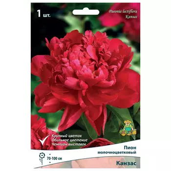 корни растений Пион молочноцветковый Канзас ПОИСК 1шт