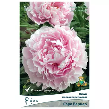 корни растений Пион молочноцветковый Сара Бернар ПОИСК 1шт