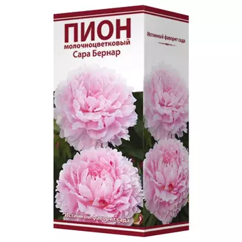 корни растений Пион молочноцветковый Сара Бернар серия Классик ПОИСК 1шт