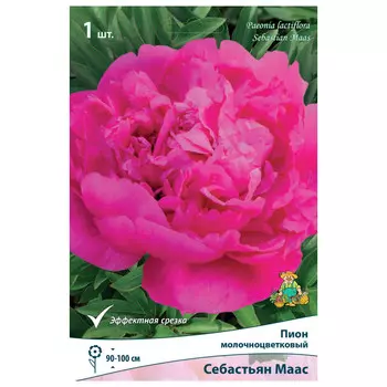 корни растений Пион молочноцветковый Себастьян Маас ПОИСК 1шт