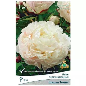 корни растений Пион молочноцветковый Ширли Темпл ПОИСК 1шт