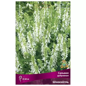 корни растений Сальвия дубравная Шнеехёгль ПОИСК 1шт