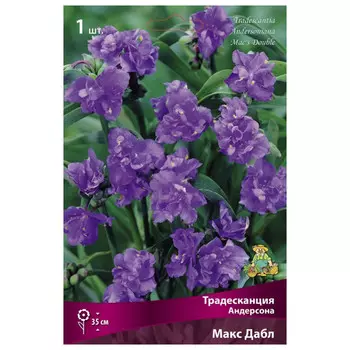 корни растений Традесканция Андерсона Макс Дабл ПОИСК 1шт