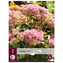 корни Седум Карл 1шт l