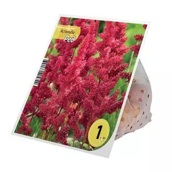 корнивище Астильба Ред 2/3 1шт