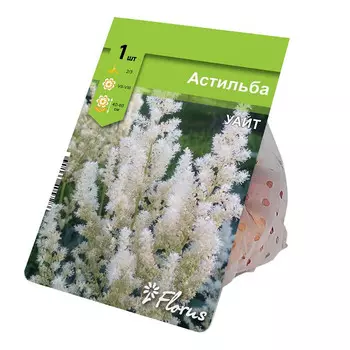 корнивище Астильба Уайт 2/3 1шт