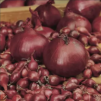 лук-севок КАРМЕН 9/21 0,5 кг (фас.)