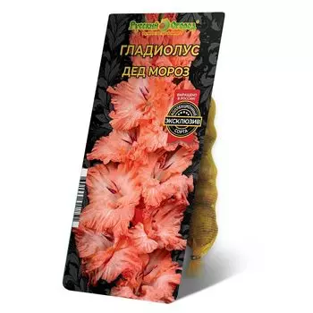 луковица Гладиолус Дед Мороз 8/12 5шт