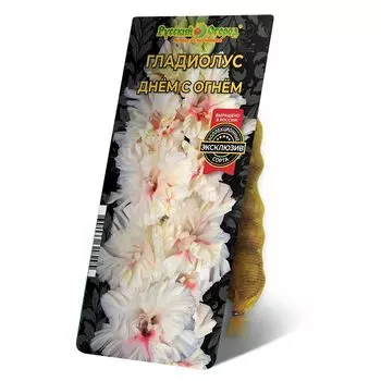 луковица Гладиолус Днем С Огнем 8/12 5шт