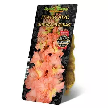 луковица Гладиолус Ирина Слуцкая 8/12 5шт