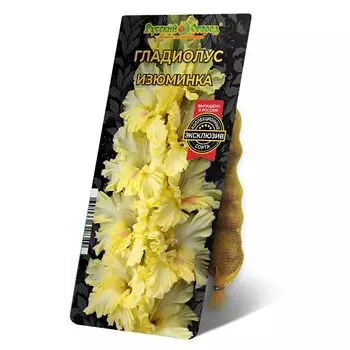 луковица Гладиолус Изюминка 8/12 5шт