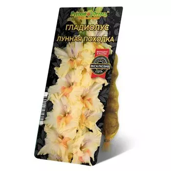 луковица Гладиолус Лунная Походка 8/12 5шт