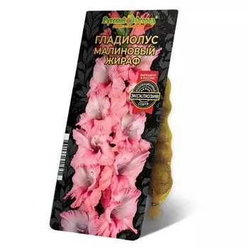 луковица Гладиолус Малиновый Жираф 8/12 5шт