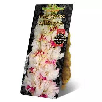 луковица Гладиолус Масленица 8/12 5шт