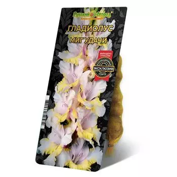 луковица Гладиолус Миг Удачи 8/12 5шт