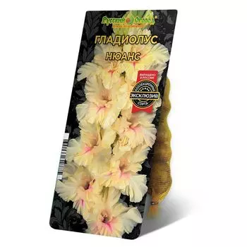 луковица Гладиолус Нюанс 8/12 5шт