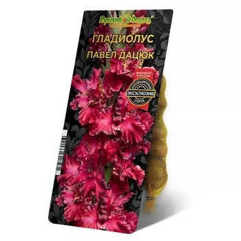 луковица Гладиолус Павел Дацюк 8/12 5шт