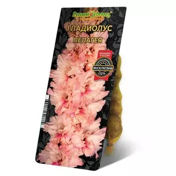 луковица Гладиолус Пелагея 8/12 5шт