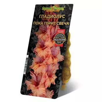 луковица Гладиолус Пока Горит Свеча 8/12 5шт