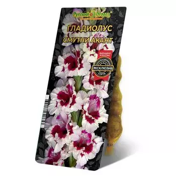 луковица Гладиолус Смутни Акант 8/12 5шт
