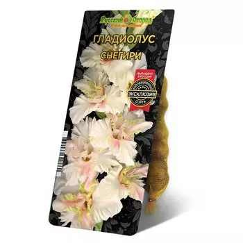 луковица Гладиолус Снегири 8/12 5шт