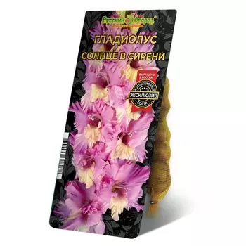 луковица Гладиолус Солнце в сирени 8/12 5шт