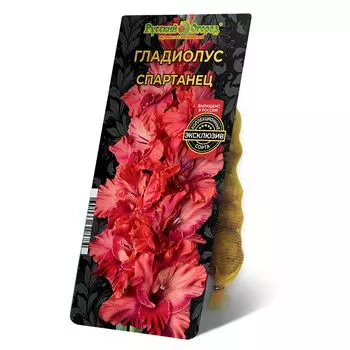 луковица Гладиолус Спартанец 8/12 5шт