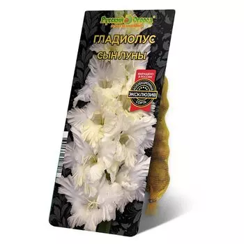 луковица Гладиолус Сын Луны 8/12 5шт